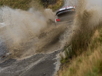 VIDEO: Brīnam pēc avārijas Velsas WRC rallijs beidzies, Lapi taranē koku