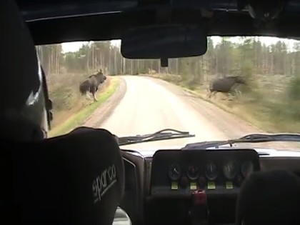 VIDEO: Rallija ekipāža par mata tiesu izvairās no sadursmes ar alņiem