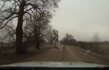 VIDEO: Šlēgelmilha rallija treniņā pēkšņi uz ceļa izskrien stirnas