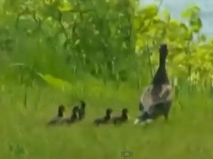 VIDEO: Pīļu ģimenes dēļ pārtrauc sacensības