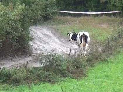 VIDEO: Govis izklaidē rallija skatītājus