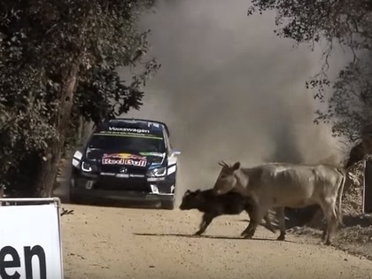 VIDEO: Noivils avarē, Ožjē par mata tiesu izvairās no sadursmes ar govīm