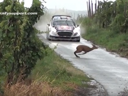 VIDEO: Vācijas WRC rallija laikā stirna pabiedē Ožjē ekipāžu